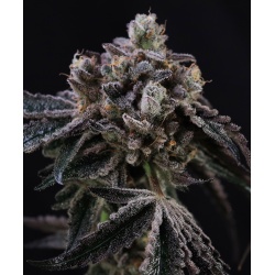 Baparaja Cannabis Seeds Feminized