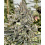Cheetah the Hut Cannabis Seeds Feminized