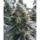 Divorce Cake Cannabis Seeds Feminized
