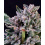 Gelato 41 Cannabis Seeds Feminized