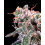 Kombucha Cream Cannabis Seeds Feminized
