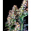 Purple Punch Cannabis Seeds Feminized