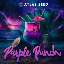 Purple Punch Cannabis Seeds Feminized