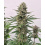 Space Panda Cannabis Seeds Feminized