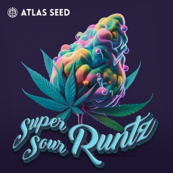 Super Sour Runtz Cannabis Seeds Feminized