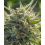 Mythic Cheetah Fast Version Cannabis Seeds 