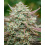 Auto Face Fat Cannabis Seeds Feminized