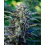 Auto Fog Dog Cannabis Seeds Feminized