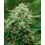Auto Froot by the Foot Cannabis Seeds