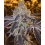 Gopher Glue Fast Version Cannabis Seeds 