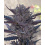 Auto GMO 8 Cannabis Seeds Feminized