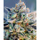 Auto Top Gun Cannabis Seeds Feminized