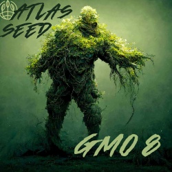 Auto GMO 8 Cannabis Seeds Feminized