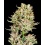 Auto Garlic Jam Cannabis Seeds Feminized