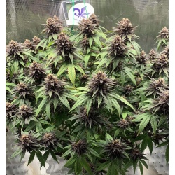 Quebec Black Bud Feminized Cannabis Seeds