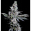 Donny Burger Cannabis Seeds Feminized