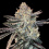Zookies Cannabis Seeds Feminized