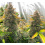 Lemon Runtz Cannabis Seeds Feminized	