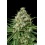 Critical + 2.0 Cannabis Seeds