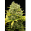 Dinamed CBD Plus Cannabis