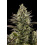 White Widow cannabis 