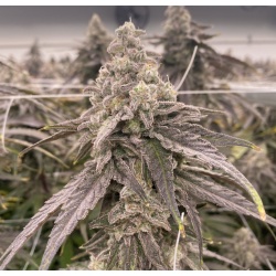 Mac One Feminized Cannabis Seeds 