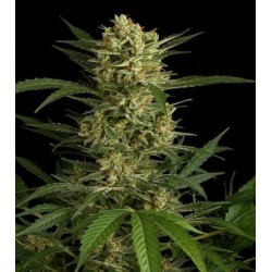 Original Amnesia Autoflower Cannabis seeds