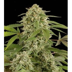White Widow Autoflowering cannabis