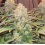 Godfather OG Cannabis Seeds Feminized