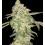Blackberry Kush Feminized