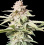 CBD BLACK GOLD Feminized Cannabis Seeds