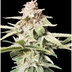 BLACK GOLD Feminized Cannabis Seeds