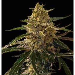 Blue Dream cannabis seeds Feminized,