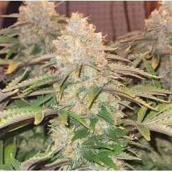 Godfather OG Cannabis Seeds Feminized