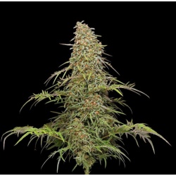 Freakshow Cannabis Seeds Regular 