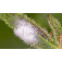 Pest Control and Cannabis Deficiency Chart