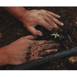 Cultivating Success: The Art of Transplanting Cannabis Seedlings for Optimal Growth