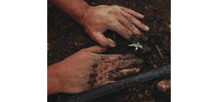 Cultivating Success: The Art of Transplanting Cannabis Seedlings for Optimal Growth