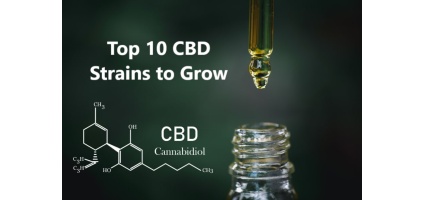 Top 10 CBD Strains to Grow