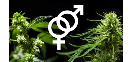 Feminized vs. Regular vs. Autoflowering Marijuana Seeds: The Ultimate Guide