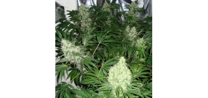 A Detailed Comparison of Photoperiod, Autoflower, and Fast Version Cannabis Strains