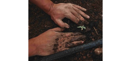 The Art of Transplanting Cannabis Seedlings for Optimal Growth