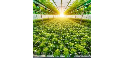 SCROG vs. Sea of Green: Maximizing Your Cannabis Yield