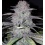 Wedding Cake Feminized Cannabis Seeds