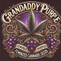 Granddaddy Purple Feminized Cannabis Seeds