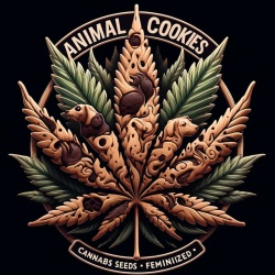 CAnimal Cookies Cannabis Seeds Feminized