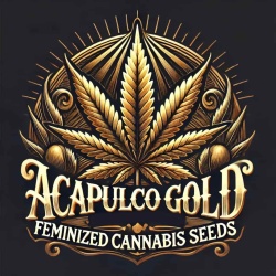 Acapulco Gold Cannabis Seeds Feminized 