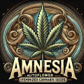 Amnesia Autoflower Feminized Cannabis Seeds