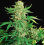 White Widow Autoflower Feminized Cannabis Seeds