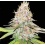 Forbidden Fruit Feminized Cannabis Seeds